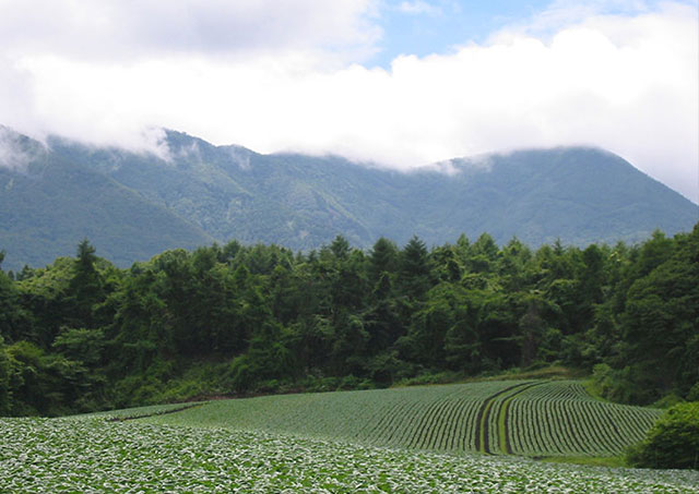 嬬恋村/群马县吾妻郡