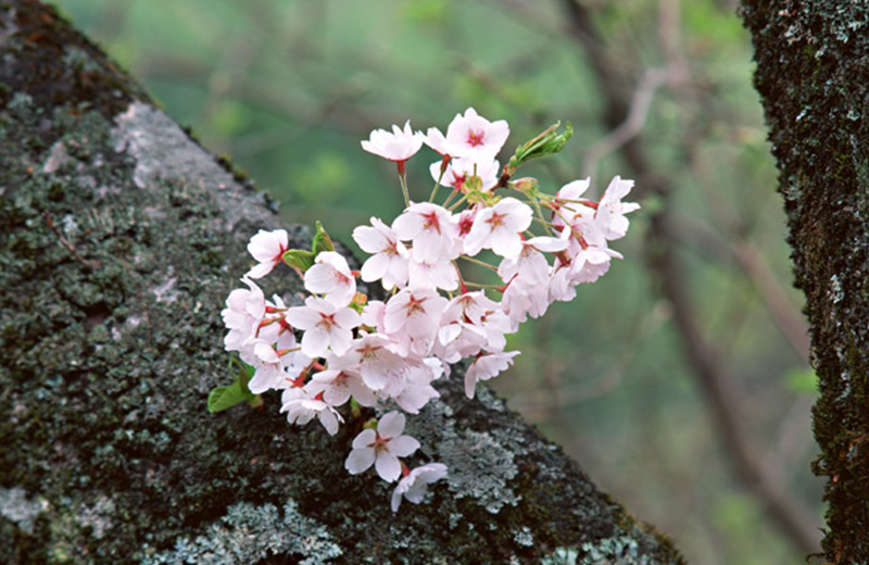 樱花